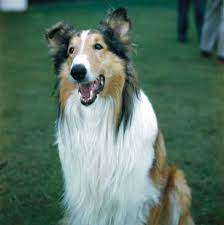 pin on lassie