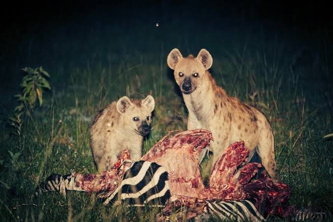 Night Safari Drives In Lake Mburo National Park - Native Africa Tours