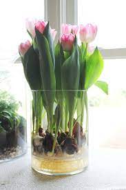 This is the time to place them outside in a sunny spot. Exploding Tulips Tulips In Vase Indoor Water Garden Bulb Flowers