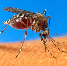 Der infekt selbst ist harmlos. Reisekrankheiten Mucke Ist Gefahrlichstes Raubtier Der Welt Welt