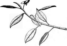 Image result for Funtumia africana