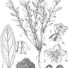 Image result for Malvaceae: Byttnerioideae, Helicteroideae