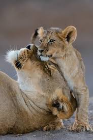 Mother And Her Baby Ausgestopftes Tier Tiere Schonen Katzen