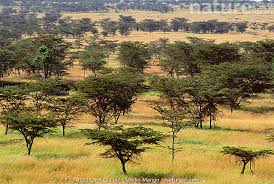 Image result for Acacia gerrardii