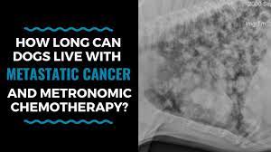 How Long Can Dogs Live With Metastatic Cancer And Metronomic Chemotherapy Vlog 105 Youtube