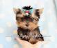 Toy or Teacup Yorkies for sale | Teacup Puppies & Boutique