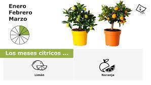 Cultivo En Enero Febrero Y Marzo Cultivar Hierbas Huerto Casero