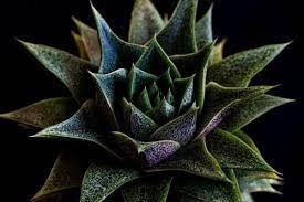 Try simple plants from common household items. 7 Beautiful Spiky Houseplants Urban Garden Gal