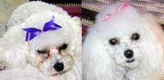A Veterinary Guide To Tear Stains