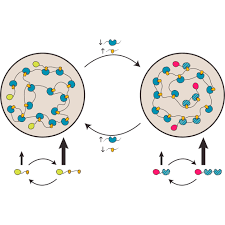 In the case of this body mod, it will replace smallclothes (i.e. Compositional Control Of Phase Separated Cellular Bodies Cell
