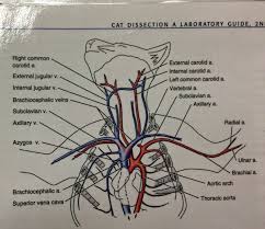 Color code the image below (red for arteries. Veins And Arteries Diagram Worksheet Printable Worksheets And Activities For Teachers Parents Tutors And Homeschool Families