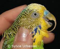 Trimming Nails And Beak Health And Diseases Birds Online