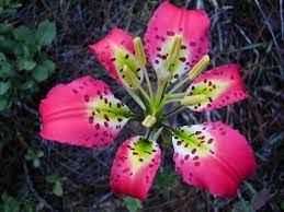 Even on busy interstates highways 75, 95, 4, and florida's turnpike. Wildflowers In Florida Florida Hikes
