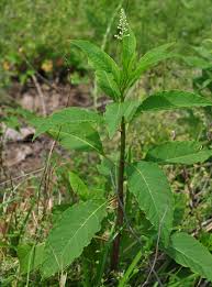 Image result for Phytolacca