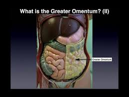 The abdomen is the front part of the abdominal segment of the trunk. Anatomy Major Organs Abdominopelvic Quadrants Regions Youtube