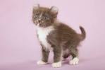 Munchkin Kittens for sale | Tica Kinkalow Kittens | United ...