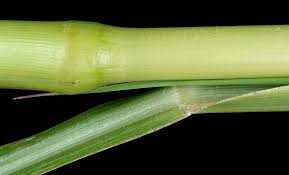 Image result for Echinochloa crus-pavonis