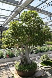 Image result for Ficus