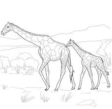 Check out our collection of free animal coloring pages. Giraffe And Elephant Coloring Page