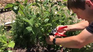 Annual pruning keeps trees productive. How To Prune Fruit Trees In The Summer To Keep Them Small And Healthy Grow More Fruit In Less Space Youtube