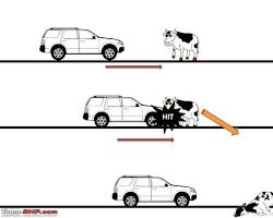 Image of car honking at a cow