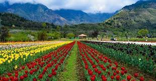 Make sure to check out the most. Tulip Garden Srinagar A Paradise One Should Not Miss In 2020