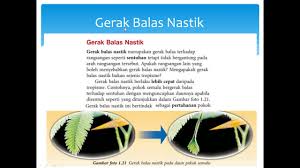 Gerakan nasti nasti adalah gerak bagian tumbuhan yang arah geraknya tidak dipengaruhi oleh arah datangnya rangsangan. 1 3 Rangsangan Dan Gerak Balas Dalam Tumbuhan Youtube