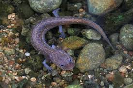 Image result for Urochloa serrata