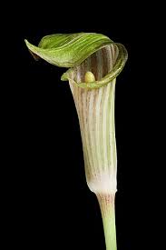 Image result for Arisaema