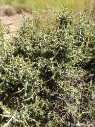 Image result for Melolobium