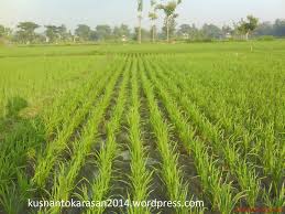 Jikalau pembaca sedang mencari pembacaan sekiranya kamu ada pengalaman di gambar pemandangan sawah padi dan mahu kongsikan kepada kami, silalah tinggalkan komen dibawah. Tentang Sawah Bercocok Tanam Padi Kusnantokarasan Com
