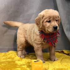 Maybe you would like to learn more about one of these? Golden Retriever Puppy For Sale Home Land Puppies