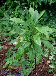 Image result for Elytraria