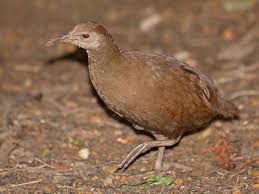Birds That Cannot Fly With Their Names New Caledonian Rail Birds Which Cannot Fly Endangered Species Project Rail Bird Species