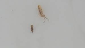 Sie müssen also ernsthafte maßnahmen ergreifen, um flöhe loszuwerden. Ist Das Ein Floh Oder Was Ist Das Tiere Insekten