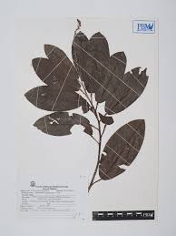 Image result for Droogmansia