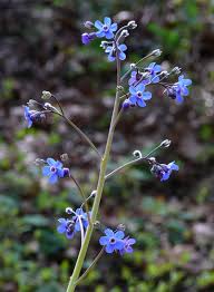 Image result for Boraginaceae