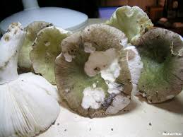 Image result for Russula variata