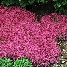 Ground Cover Plants