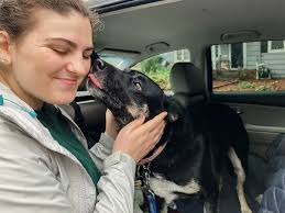 There's just one thing Margie wants before the year is over. 🎁🏡 A home.  This beautiful 5-year-old shepherd mix has had a lot of fun celebrating the  holidays this year. Like many