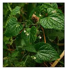 Image result for Zehneria scabra