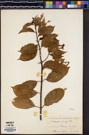 Image result for Mussaenda arcuata