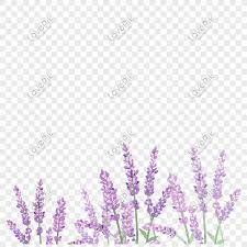 الخزامي in 2021 lavender map world map
