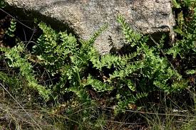Image result for Cheilanthes viridis