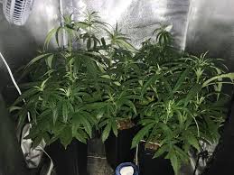 Nov 16, 2017 · assuming a 12 hour flowering cycle and a rate of $.20 cents per kilowatt hour, it costs about $.70/day to run a 250 watt hps grow light bulb. Fastbuds Blackberry Auto Fastbuds Green Crack Auto Fastbuds Lsd 25 Auto Grow Journal Week6 By Dimartinoh4ze Growdiaries