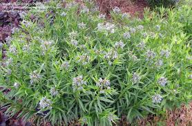 We did not find results for: Plantfiles Pictures Amsonia Eastern Bluestar Woodland Blue Star Willow Amsonia Amsonia Tabernaemontana Var Salicifolia By Mgarr