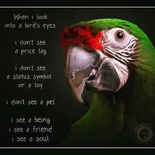Continue On Www Macaw Facts Com Parrot Pet Bird Macaw Love Color Macawfcats Parrotpet Parrot Pet Pets Parrot