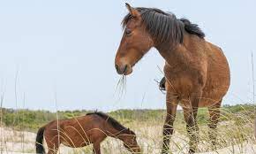 North Carolina S Wild Horses Know How To Survive Hurricane Florence Daily Mail Online