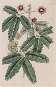 Image result for Mimosa pudica
