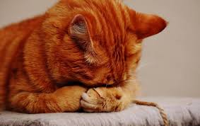 We did not find results for: 8 Formas De Acabar Con El Miedo En Gatos Colmillitos